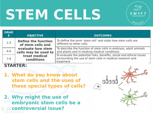 NEW AQA Trilogy GCSE (2016) Biology - Stem Cells