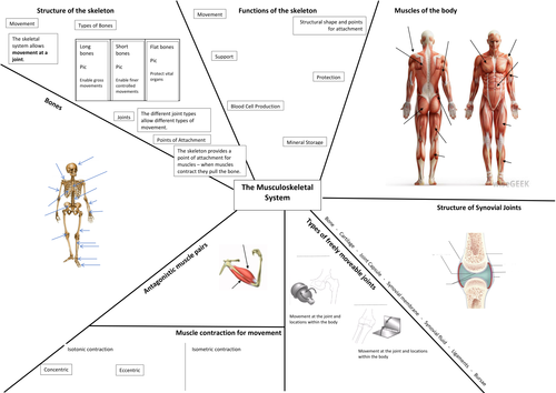 Musculoskeletal System Revision Map