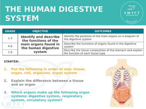 NEW AQA Trilogy GCSE (2016) Biology - The human digestive system