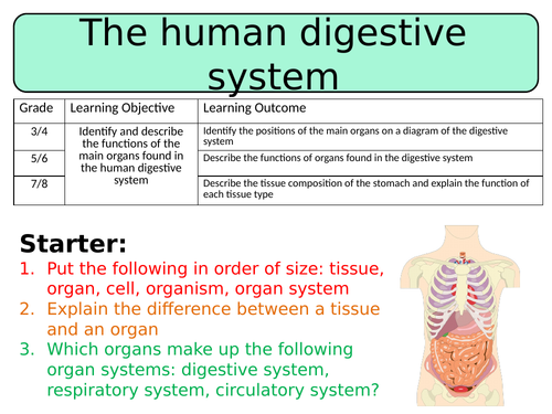 NEW AQA Trilogy GCSE (2016) Biology - The human digestive system