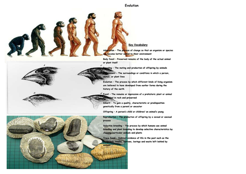 evolution homework year 6