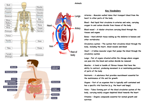 year 56 science knowledge organisers upper ks2