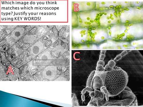 GCSE NEW SPEC - B1 Cell biology - Microscope REQUIRED PRACTICAL