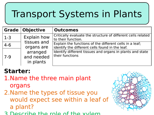 NEW AQA Trilogy GCSE (2016) Biology - Transport in plants