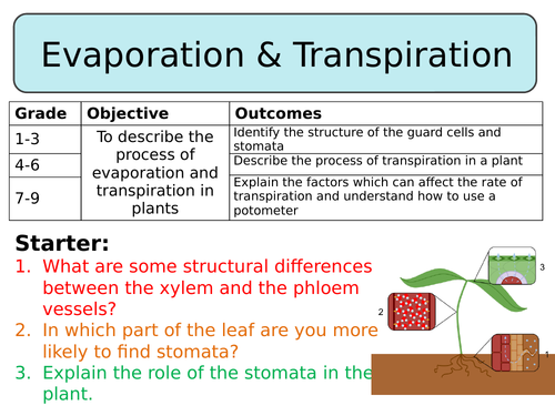 NEW AQA Trilogy GCSE (2016) Biology - Evaporation & Transpiration