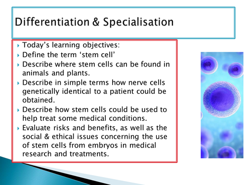 NEW SPEC GCSE - B2 - Differentiation and specialisation