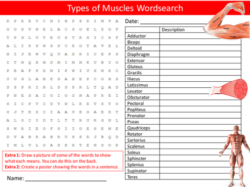 Types of Muscles Wordsearch PE Sport Anatomy Literacy Starter Activity Homework Cover Lesson Plenary