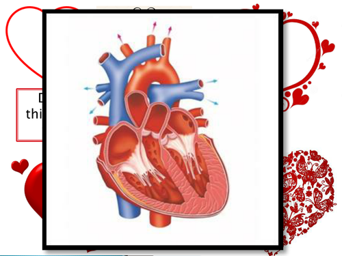 GCSE NEW SPEC - B4- Plants and animals - The  heart and the heart dissection