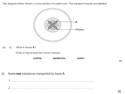 GCSE NEW SPEC - B4 - Plants and animals - transport systems in plants, translocation, transpiration
