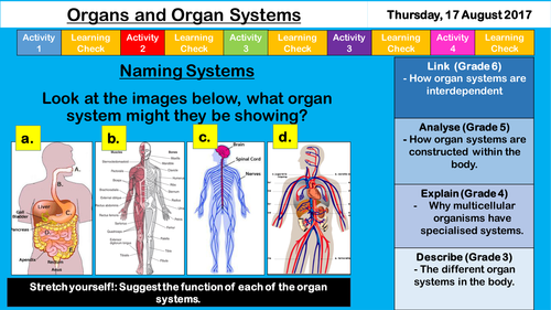Organs and Systems - NEW KS3 AQA Cells | Teaching Resources
