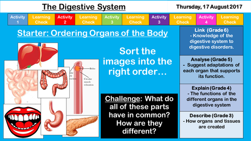 The Digestive System - NEW AQA KS3/GCSE