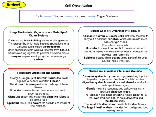 Organisation Topic 2 Full Set of Revision Card Activities for New AQA Biology GCSE