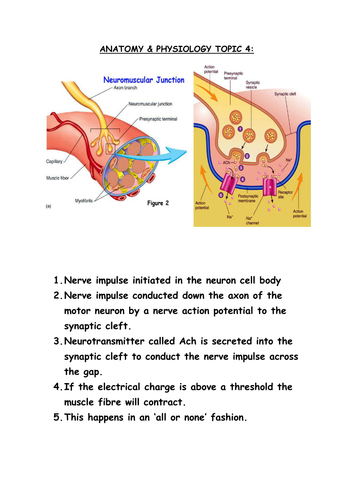AS PE OCR ANATOMY & PHYSIOLOGY ACTION POTENTIAL & MUSCLE FIBRES WORKSHEETS (NEW SPEC 2016)