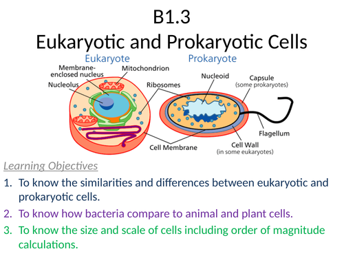 B1.3 Eukaryotic and Prokaryotic Cells by sbhatti82 - Teaching Resources