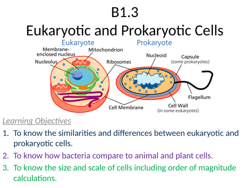 B1.3 Eukaryotic and Prokaryotic Cells