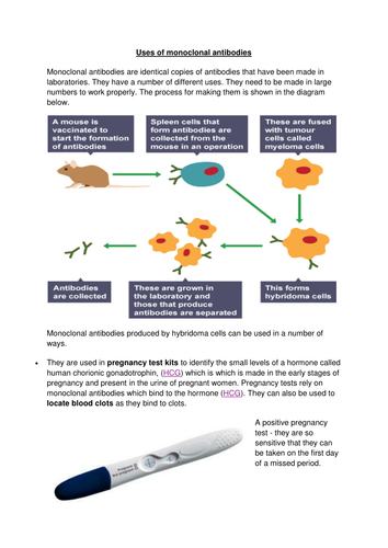 how does pregnancy test work gcse