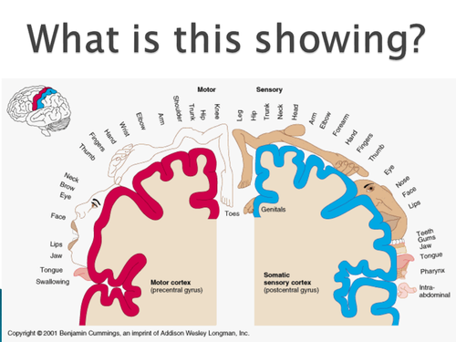 GCSE NEW SPEC - B10 - The human nervous system - lesson 2 - functions of human nervous system