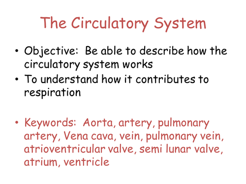 Heart theory and dissection basics KS3 circulatory system