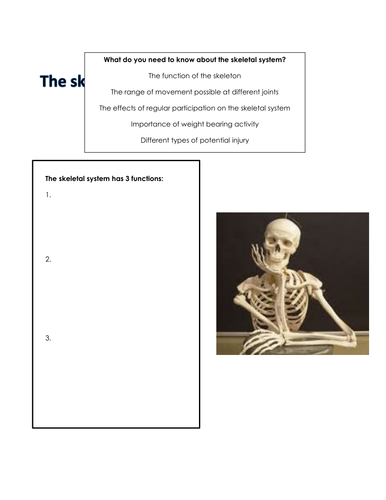 Skeletal System Workbook