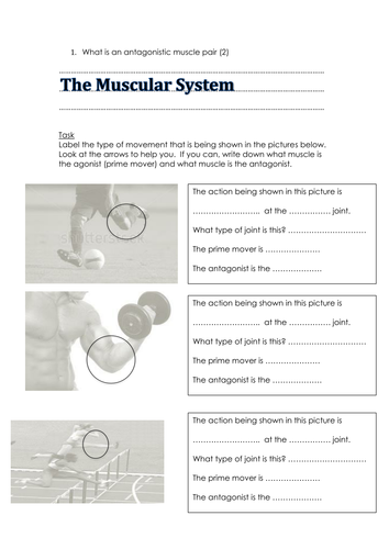 Muscular system workbook revision