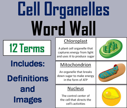 Cell Organelles Word Wall Cards