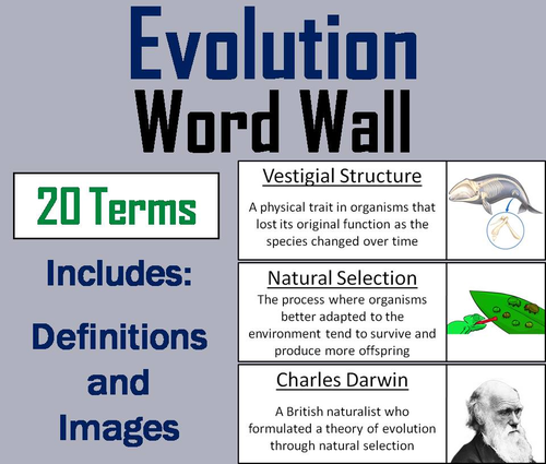 Evolution Word Wall Cards