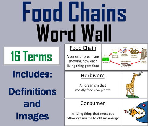 Food Chains Word Wall Cards