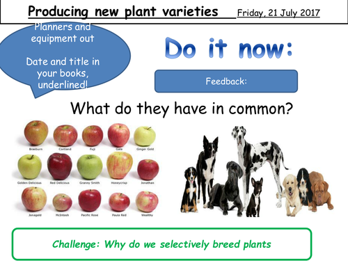 AQA Trilogy Biology Unit 7 Lesson 12 Plant Selective Breeding