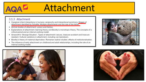AQA Psychology - Attachment: Stages of Attachment