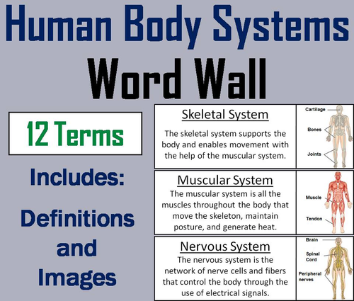 Human Body Systems Word Wall Cards