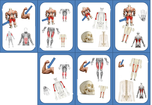 DOBBLE for GCSE PE:  Bones and Muscles
