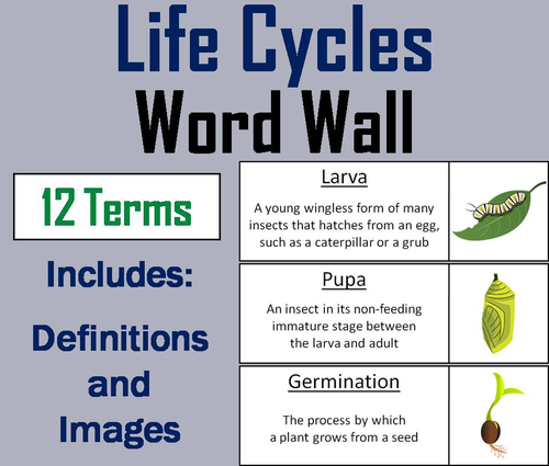 Plant and Animal Life Cycles Word Wall Cards