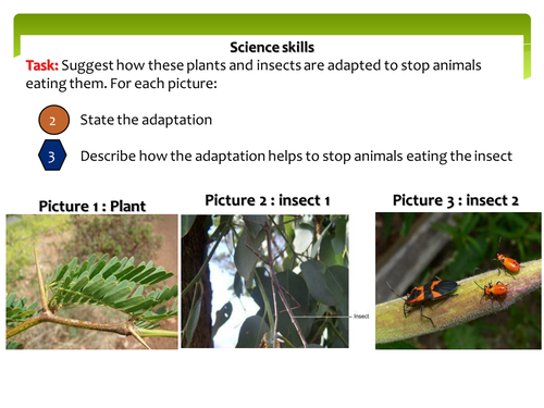 New GCSE - Food chains