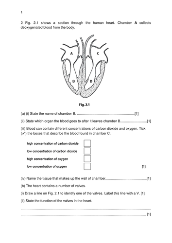 5090 Biology Worksheet Teaching Resources