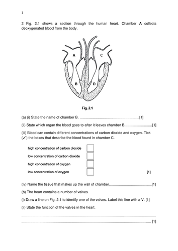 biology 4 2 worksheet answers
