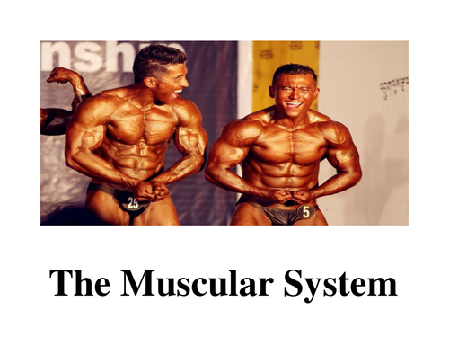 The Muscular System