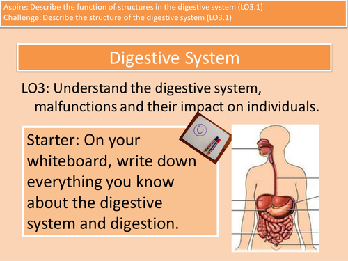 Digestive System Structure and Function Cambridge Technicals Level 3 Health and Social Care Unit 4