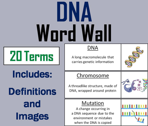 DNA Word Wall Cards