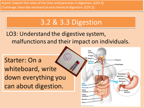 Digestion, the liver and pancreas. LO3.2 & LO3.3 Unit 4 of HSC Cambridge Technicals Level 3