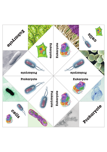 Eukaryote or Prokaryote fortune teller activity