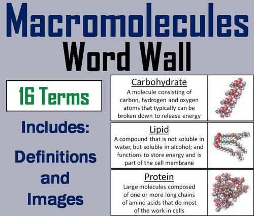 Macromolecules Word Wall Cards: Carbohydrates, Lipids, Proteins, Nucleic Acids