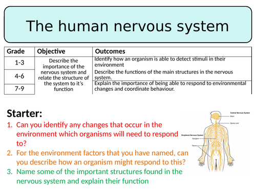 NEW AQA GCSE Trilogy (2016) - The human nervous system