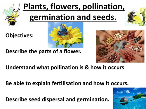 Flowers and plants, flower structure, pollination, seed dispersal and germination. KS3.