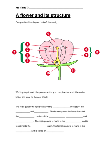 Plant Reproduction 11 Work Sheets Ks3 Teaching Resources