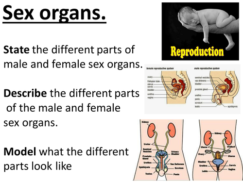 Sex Organs Male And Female Sex Organs Structure Key Words Etc Lesson In The Reproduction 4461