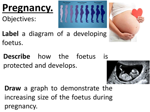 Pregnancy, development of the foetus, how it is supported and protected, graphing skills.