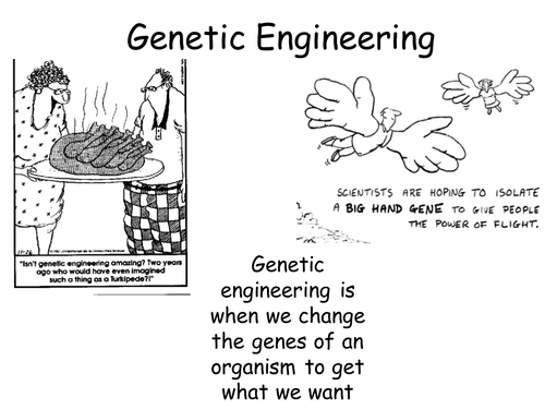 B14.4 Genetic Engineering NEW AQA