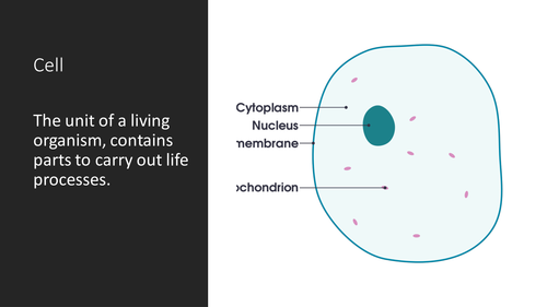 AQA Entry Level Certificate Science 2016 - B1 The Human Body Key Words Visual Pack