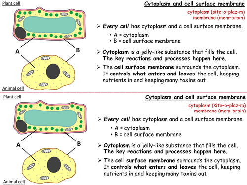 7Ad Plant and Animal Cells Info Cards | Teaching Resources