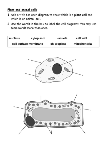 7ad plant and animal cells worksheet teaching resources